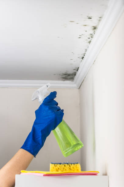 Mold Removal Process in Snowmass Village, CO